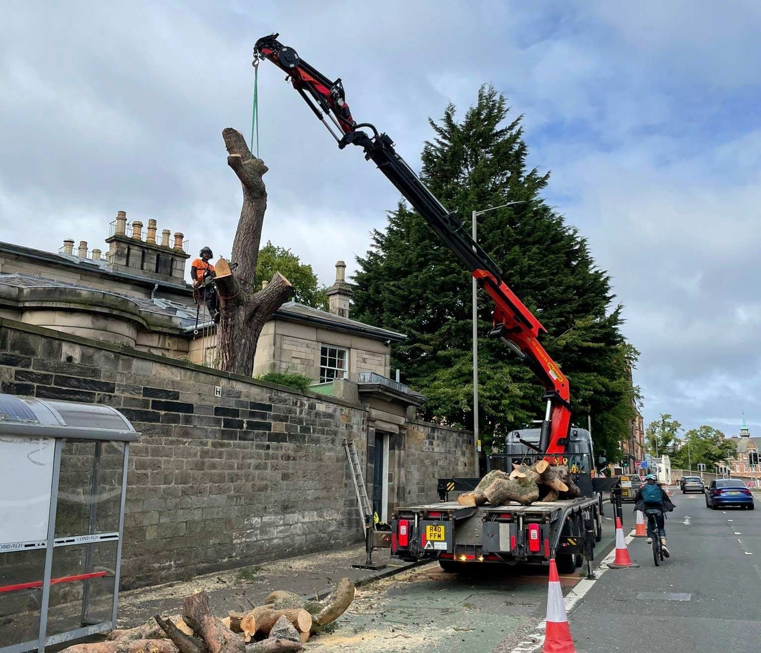 Tree surgeon removing large tree with crane